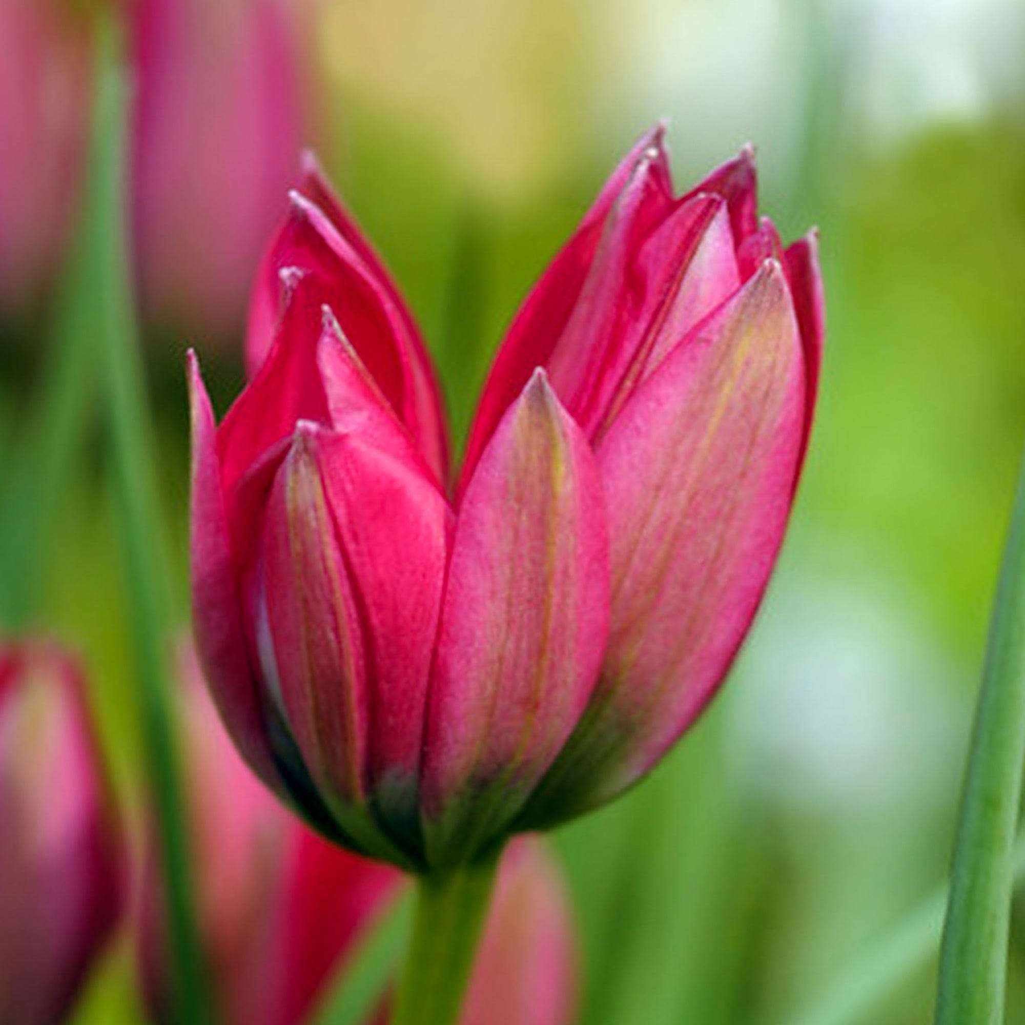 Tulpe 'Little Beauty'